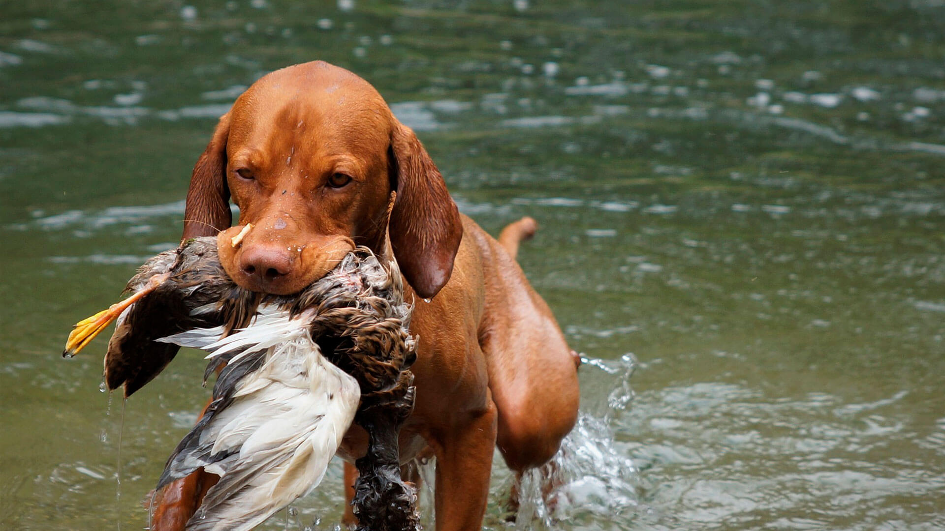 Types of duck sales hunting dogs